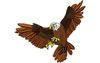 Stickmotiv Adler / Eagle DAC-WL0405 Bestickung Bestickungsservice Textilbestickung Stickservice Individuelle motivbestickung Stickdesign Stickmotiv Divers Adler Vogel Vögel Wildtiere