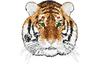 Stickmotiv Tiger 2 EMB-Tiger2 Bestickung Bestickungsservice Textilbestickung Stickservice Individuelle motivbestickung Stickdesign Stickmotiv Divers Tiger Löwe Panther Raubkatze Tiere Wildtiere Leopard